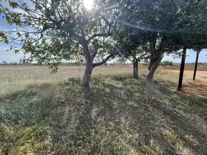 Casa para venda em Llubí