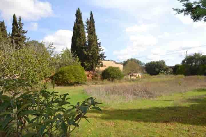 Maison à vendre à Muro