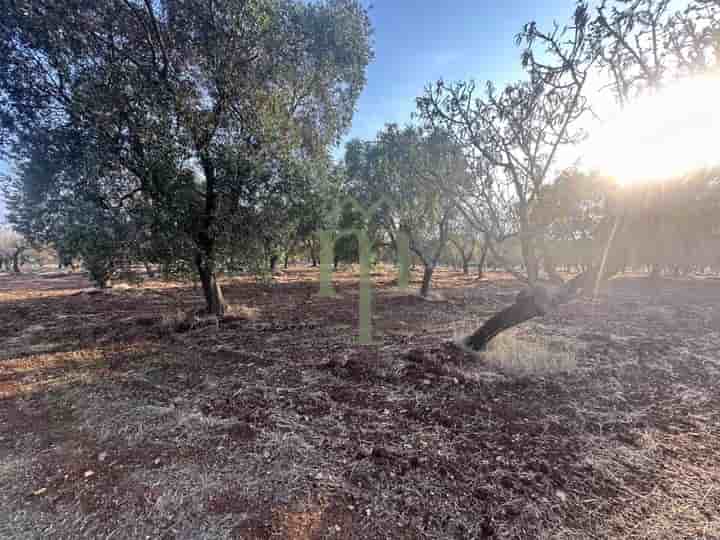 Altro in vendita a Carovigno