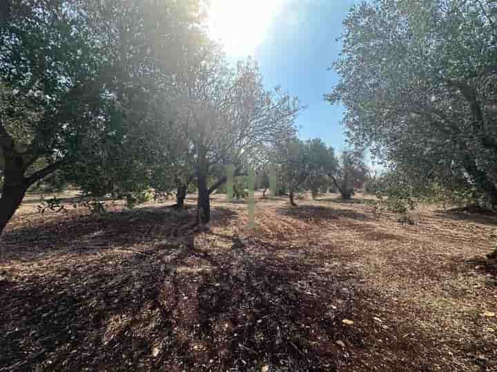 Altro in vendita a Carovigno