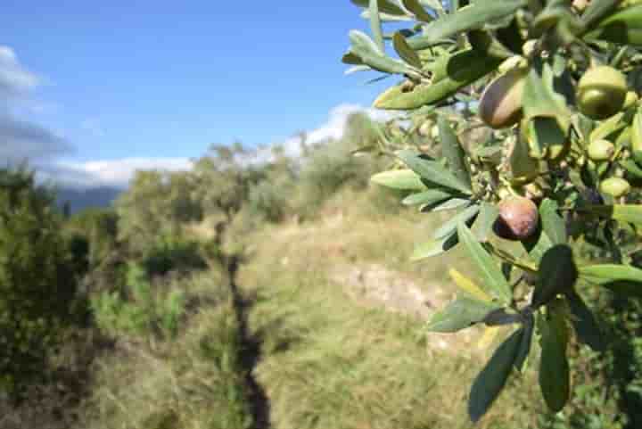 Sonstiges zum Verkauf in Cervo