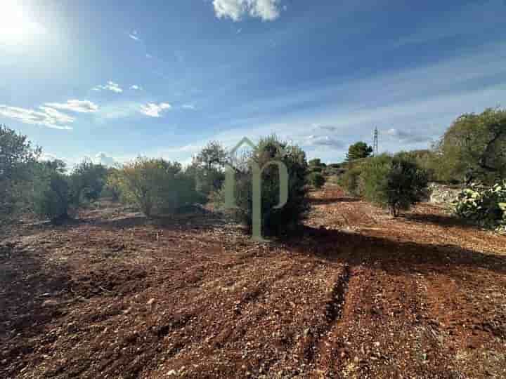 property.type.building for sale in Carovigno
