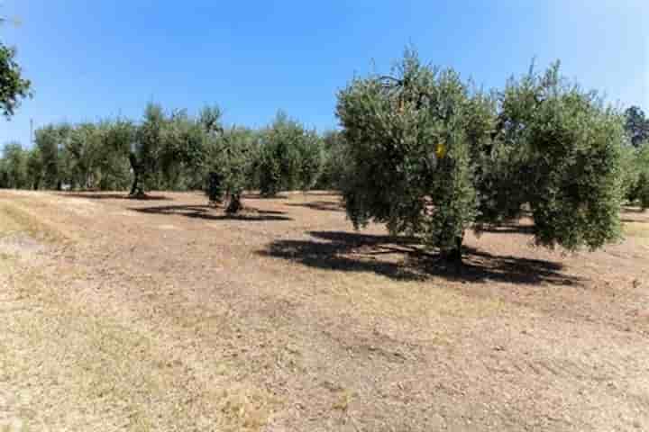 Outro para venda em Castellina Marittima