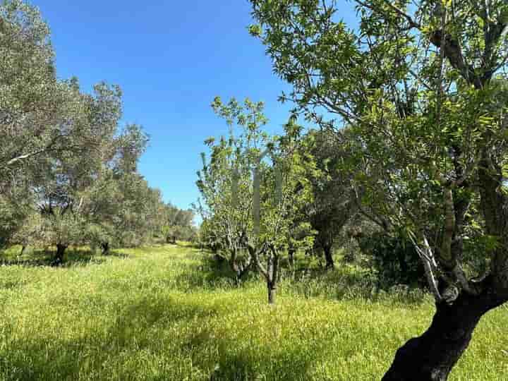 Altro in vendita a Carovigno