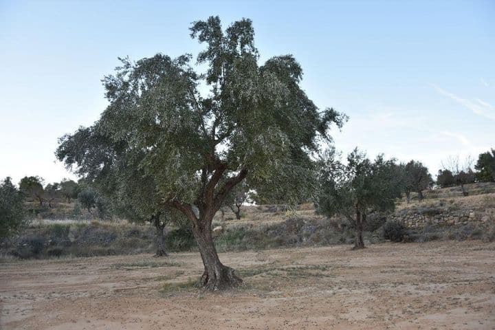 House for sale in Valderrobres, Spain - Image 7